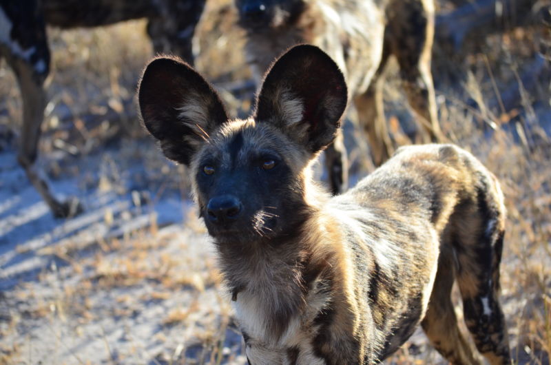 A pack of African wild dogs.