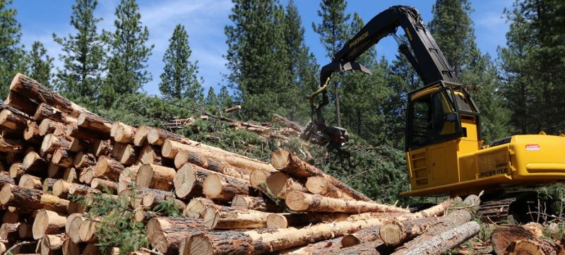 Image of a the harvest of cut down trees.