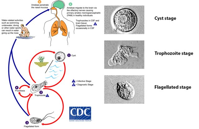 Naegleria fowleri has 3 stages in its life cycle: cyst (1), trophozoite (2), and flagellate (3). The only infective stage of the ameba is the trophozoite, the other two stages are to deal with unfavorable environmental conditions. Trophozoites are 10-35 µm long with a granular appearance and a single nucleus. The trophozoites replicate by binary division during which the nuclear membrane remains intact (a process called promitosis) (4). Trophozoites infect humans or animals by penetrating the nasal tissue (5) and migrating to the brain (6) via the olfactory nerves causing primary amebic meningoencephalitis (PAM).