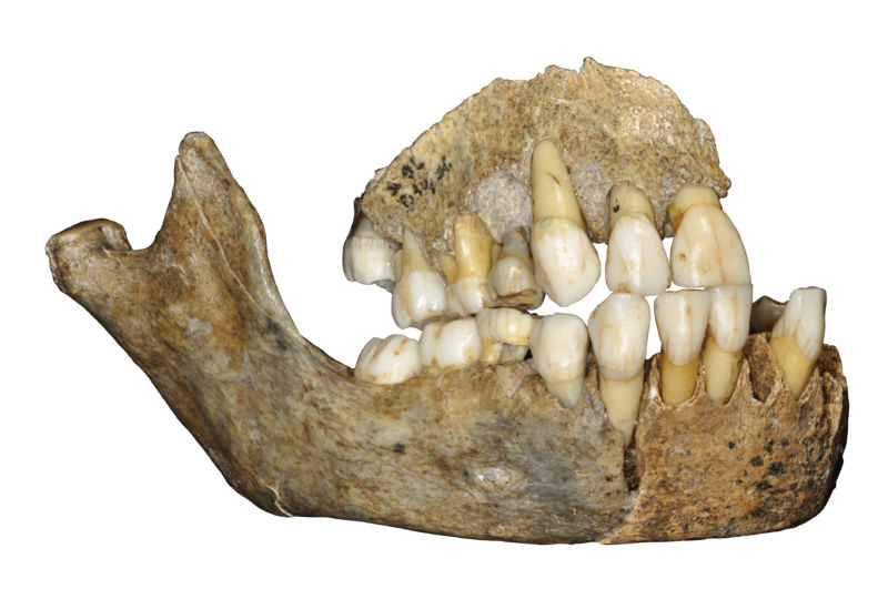 Neanderthals' history is as complicated as ours | Ars Technica