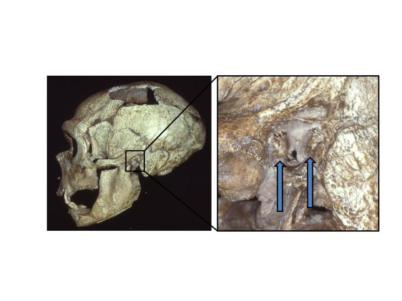 Photograph and closeup of prehuman skull.