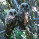 Color photo of two northern spotted owl fledglings in a tree