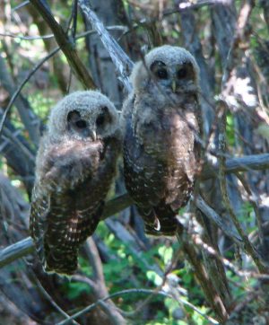 Color photo of two northern spotted owl fledglings in a tree