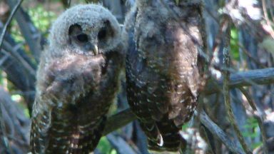 Color photo of two northern spotted owl fledglings in a tree