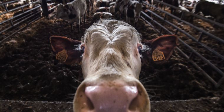 Deadly superbug outbreak in humans linked to antibiotic spike in cows - Ars Technica thumbnail