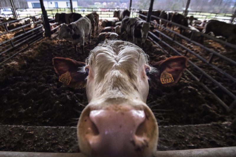Deadly superbug outbreak in humans linked to antibiotic spike in cows