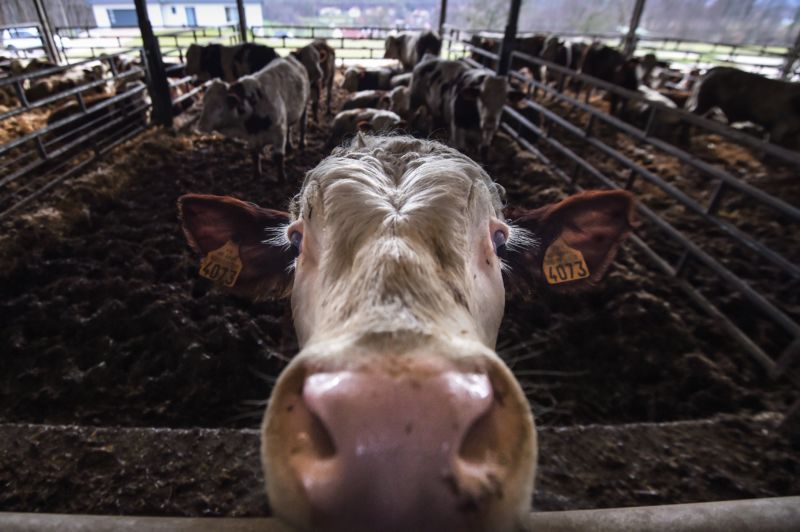 Deadly outbreak of superbugs in humans linked to an antibiotic peak in cows