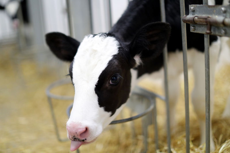 A Holstein calf, which has not been gene-edited.