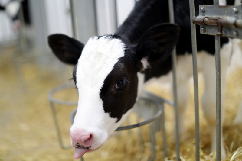 A Holstein calf, which has not been modified by gene.