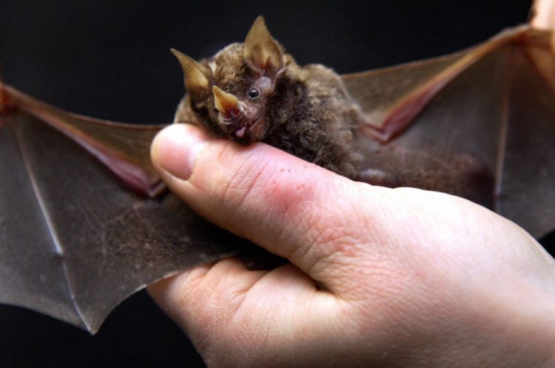 The leaf-nosed bat, native to Central and South America, has noseleaves that may help project its echolocation calls.  