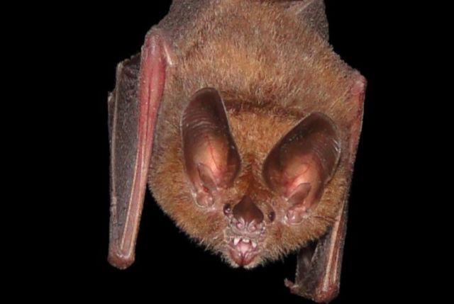 This bat gleans insects from leaves. By approaching a leaf at an oblique angle, it can use its echolocation system to detect stationary insects in the dark.