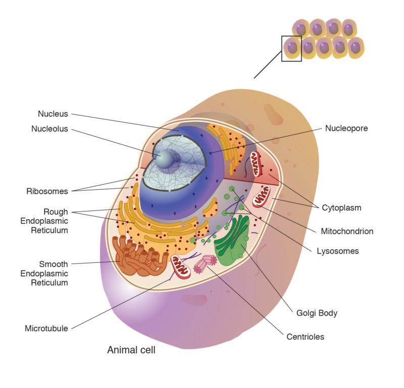 Image of a complex cell with its parts labelled.