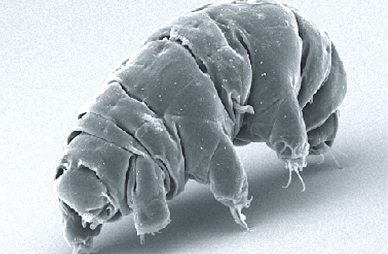 SEM image of <em>Milnesium tardigradum</em> in active state. Totes adorbz.