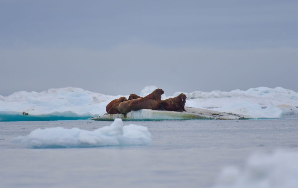 Walrus Attack Raft Walrus attacks Russian Navy, sinking inflatable boat - Ars Technica