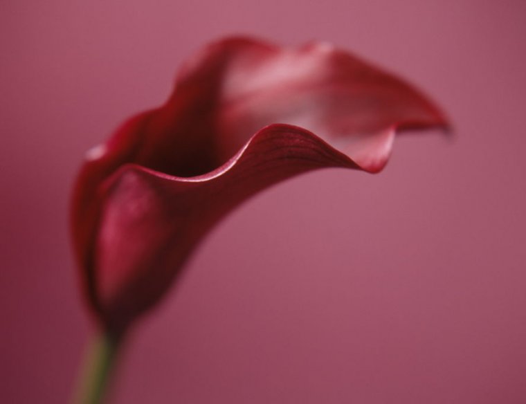 Arum lily / Calla lily