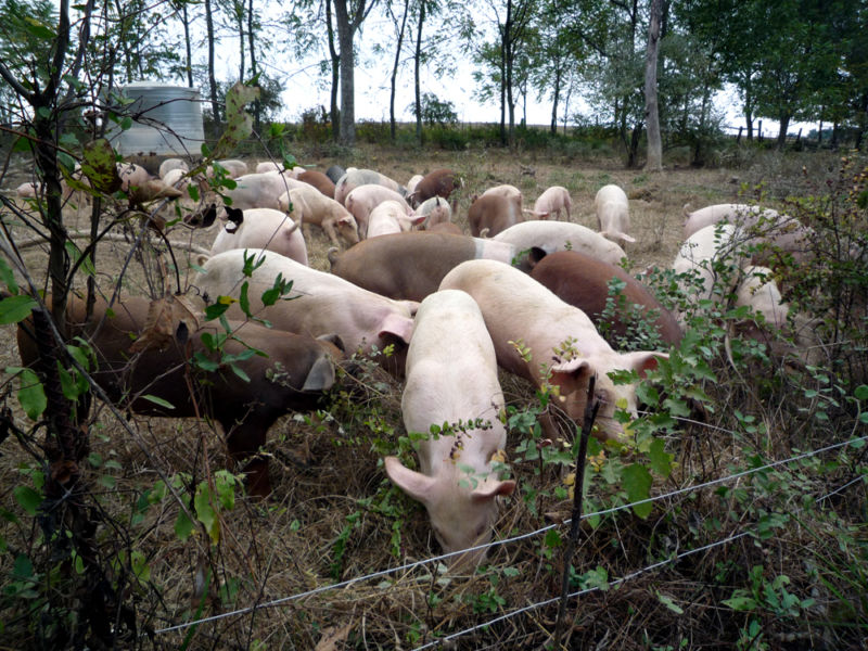 Image of a pig farm.