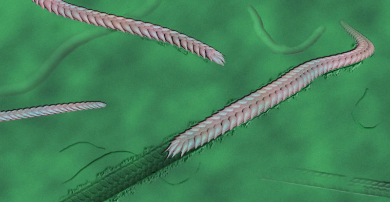 Illustration of a segmented worm leaving traces.