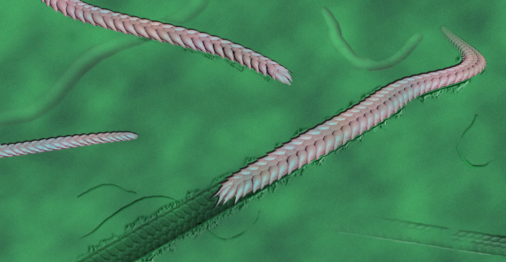 Before life exploded in the Cambrian, there were worms | Ars Technica