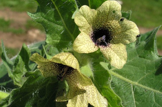 <em>Hyoscyamus niger</em>, more commonly known as henbane, might be a better fit for the berserker symptoms.