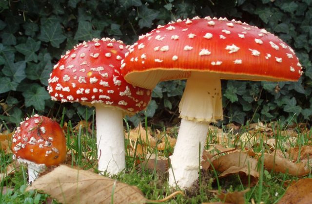 The mushroom <em>Amanita muscaria</em> is known to have hallucinogenic properties.