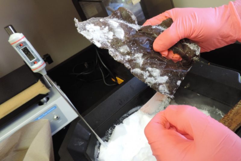 An example of a "hand-shaped" knife blade made out of frozen human feces by anthropologists at Kent State University.
