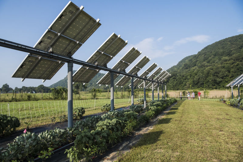 "Agrivoltaics" studies like the one pictured here in Massachusetts are finding many crops that pair well with solar panels.