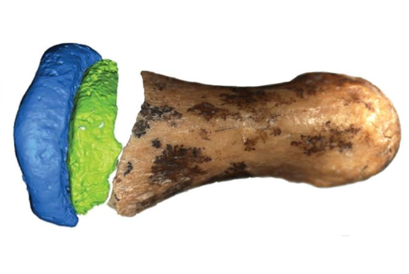 Composite image of a photo of a part of a finger bone and a digital model of the rest, on white background.