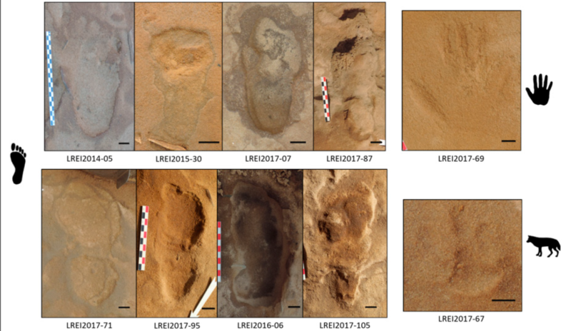 Color photo of Neanderthal footprints in sand, along with a single Neanderthal handprint and an animal track.