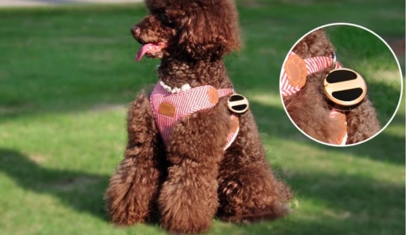 Dog plush toy with tracker attached.