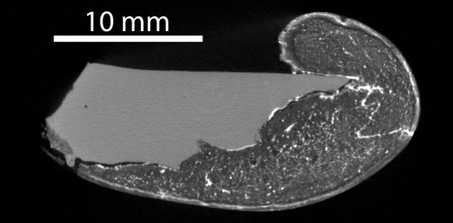 Grayscale micro-CT image of a stone tool with birch tar residue.
