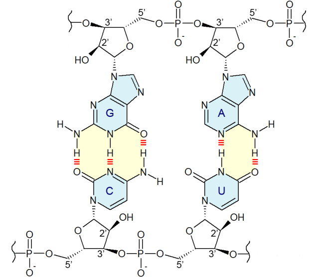 The four bases of RNA, showing the two- and one-ringed structures.