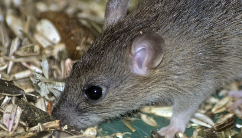 BeritWatkin_Flickr_Mouse-CROPPED-800x456