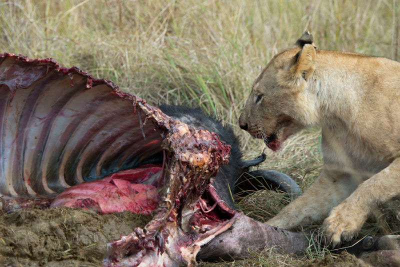 A big cat feasts upon the carcass of a large animal on the savannah.