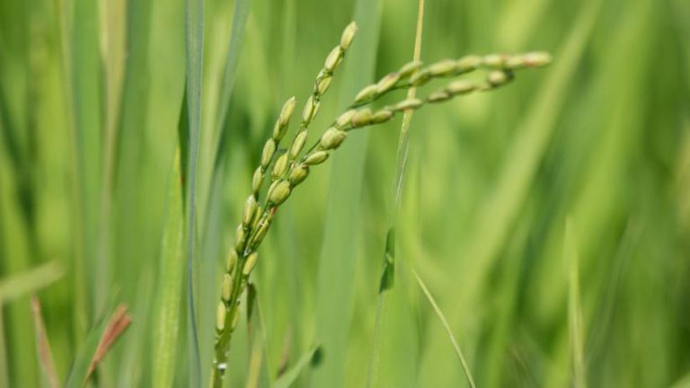 Image of a rice plant.