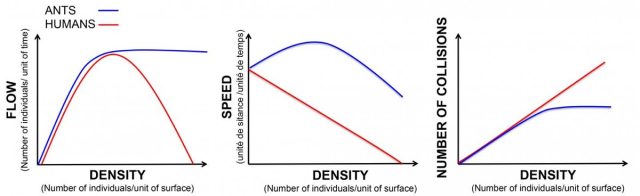 Comparing traffic as a function of density, in ants and humans.