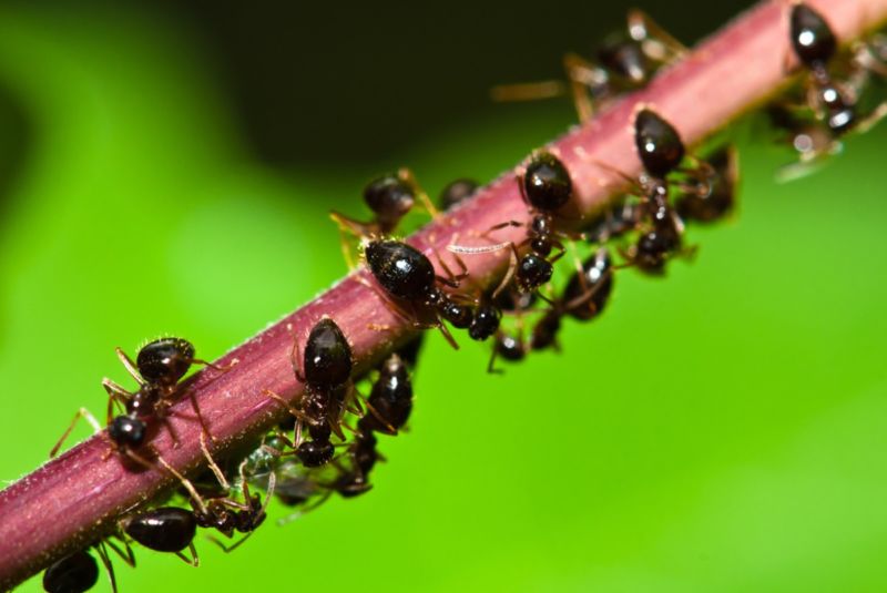 Closeup photograph of ants clogging a stem.