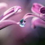 Closeup image of flower petals sharing a drop of water.
