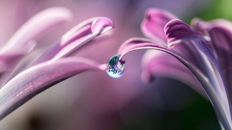 Closeup image of flower petals sharing a drop of water.