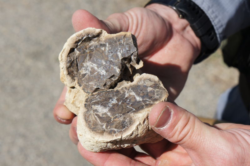 Dr. Tyler Lyson, Curator of Vertebrate Paleontology for the Denver Museum of Nature & Science, holds open a split concretion and reveals the cross section of a vertebrate skull inside.