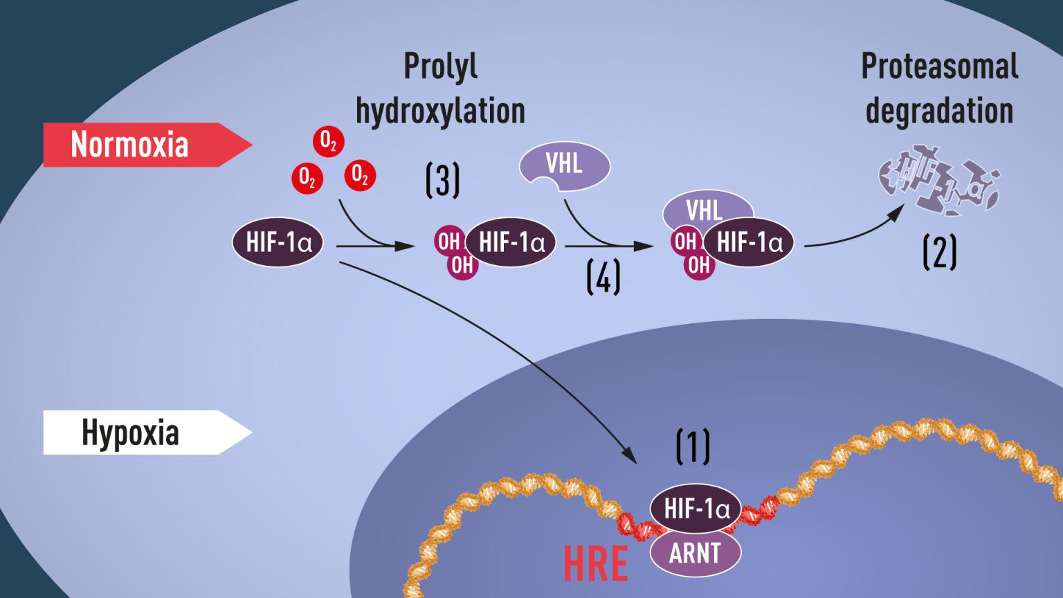 Our bodies’ built-in oxygen sensing gets three a Nobel in Medicine ...