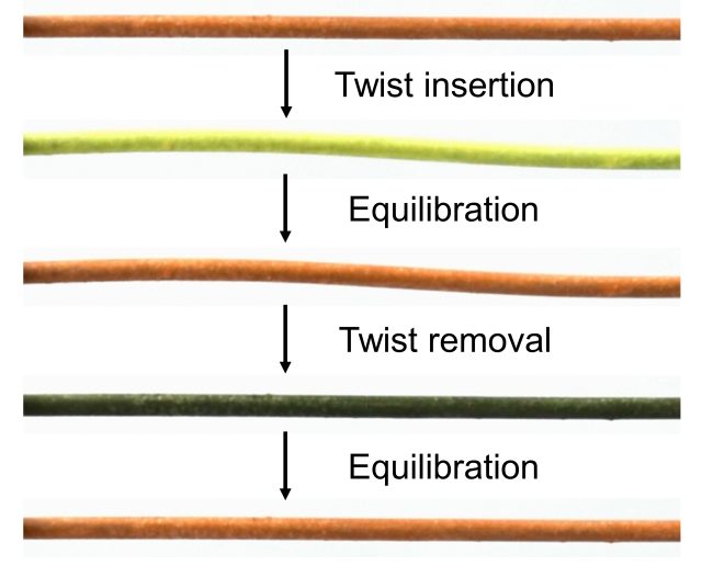 Nickel-titanium wire coated with a dye that responds to temperature change shows how the wire heats and cools with twisting and untwisting.