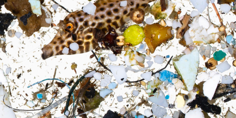 Major fish nurseries are awash in microplastics