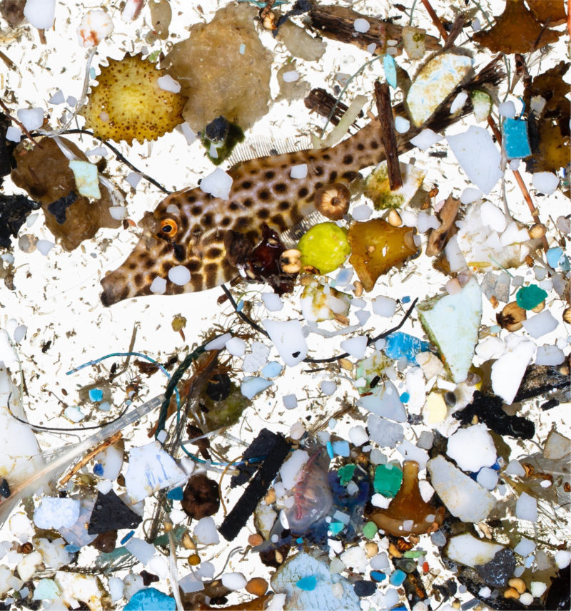 A scribbled filefish in a sea of plastics sampled in surface slicks off Hawai'i Island.