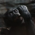 Image of a chimpanzee.