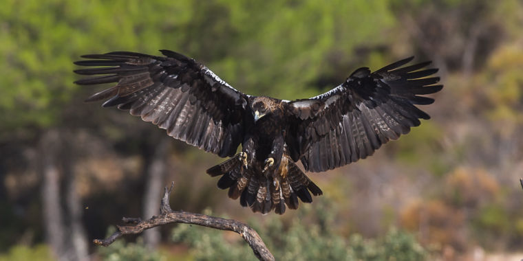 Did Neanderthals make eagle talon necklaces 120,000 years ago?