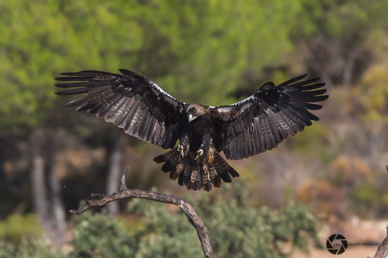 Did Neanderthals make eagle talon necklaces 120,000 years ago?