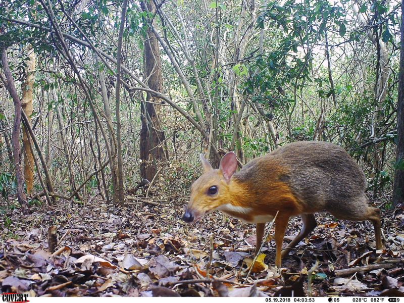 Camera-trap photo of silver-backed chevrotain (Tragulus versicolor).