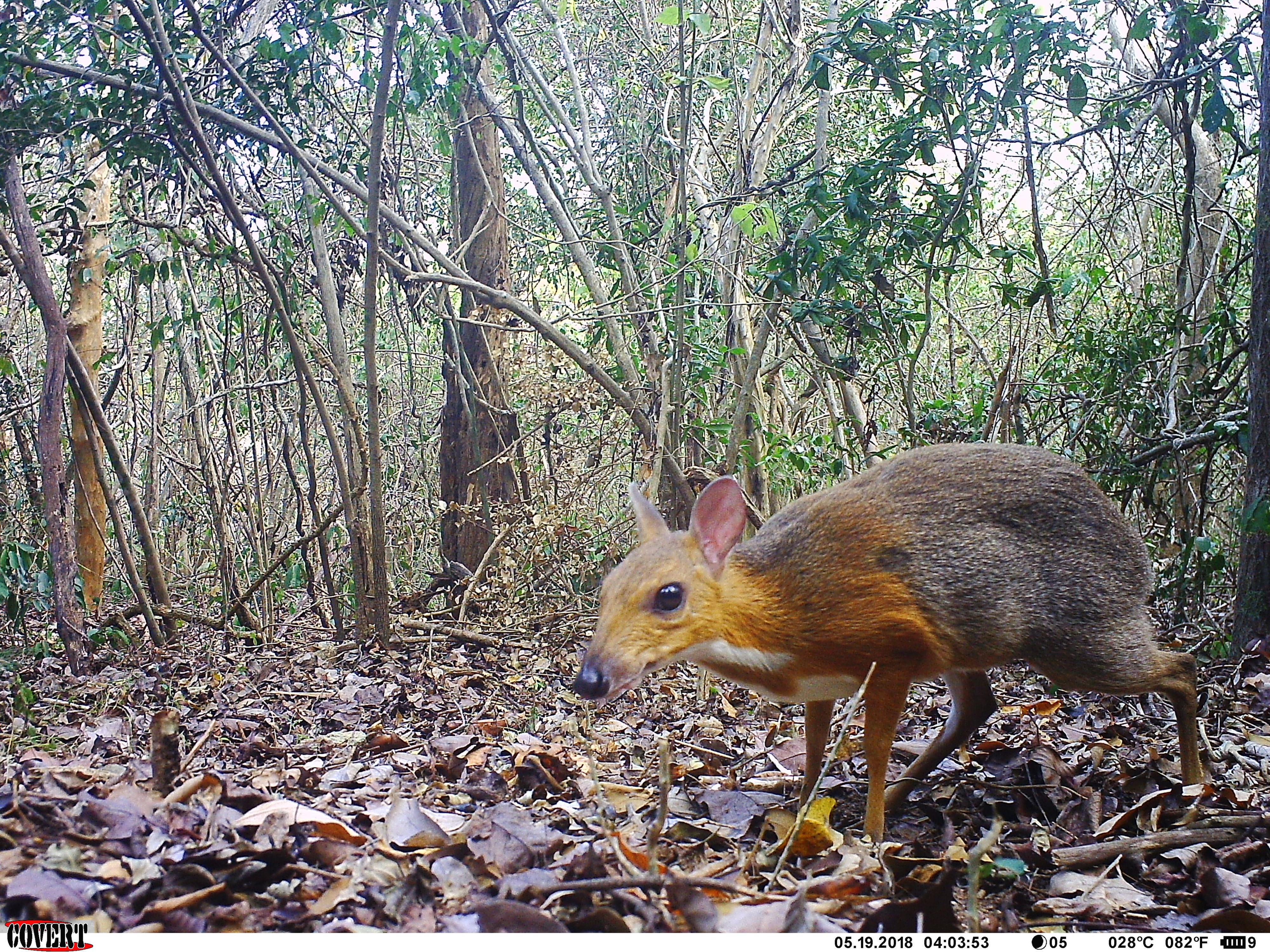 A “mouse-deer,” seen once in the last century, has now been caught on film  | Ars Technica