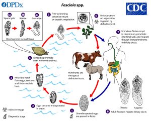 Liver fluke life cycle.