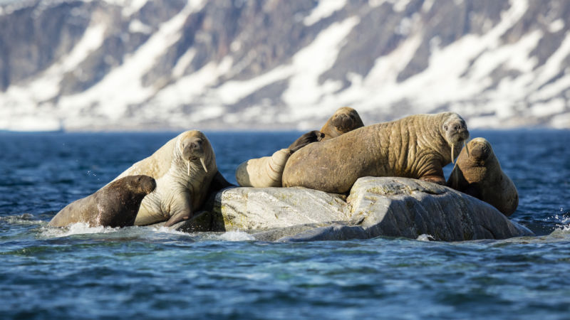 Vikings killed off Iceland’s walruses